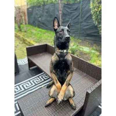 Athena's Personalised Cotton Dog Collar