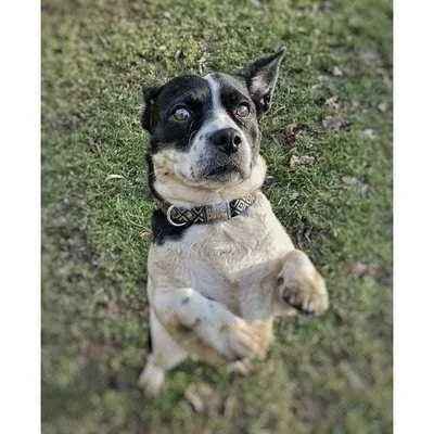 Finnigan's Wanderlust Whisker-Wearer Dog Collar Set🐾-4