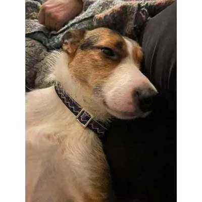 Pawfect Pup Personalised Cotton Dog Collar-4