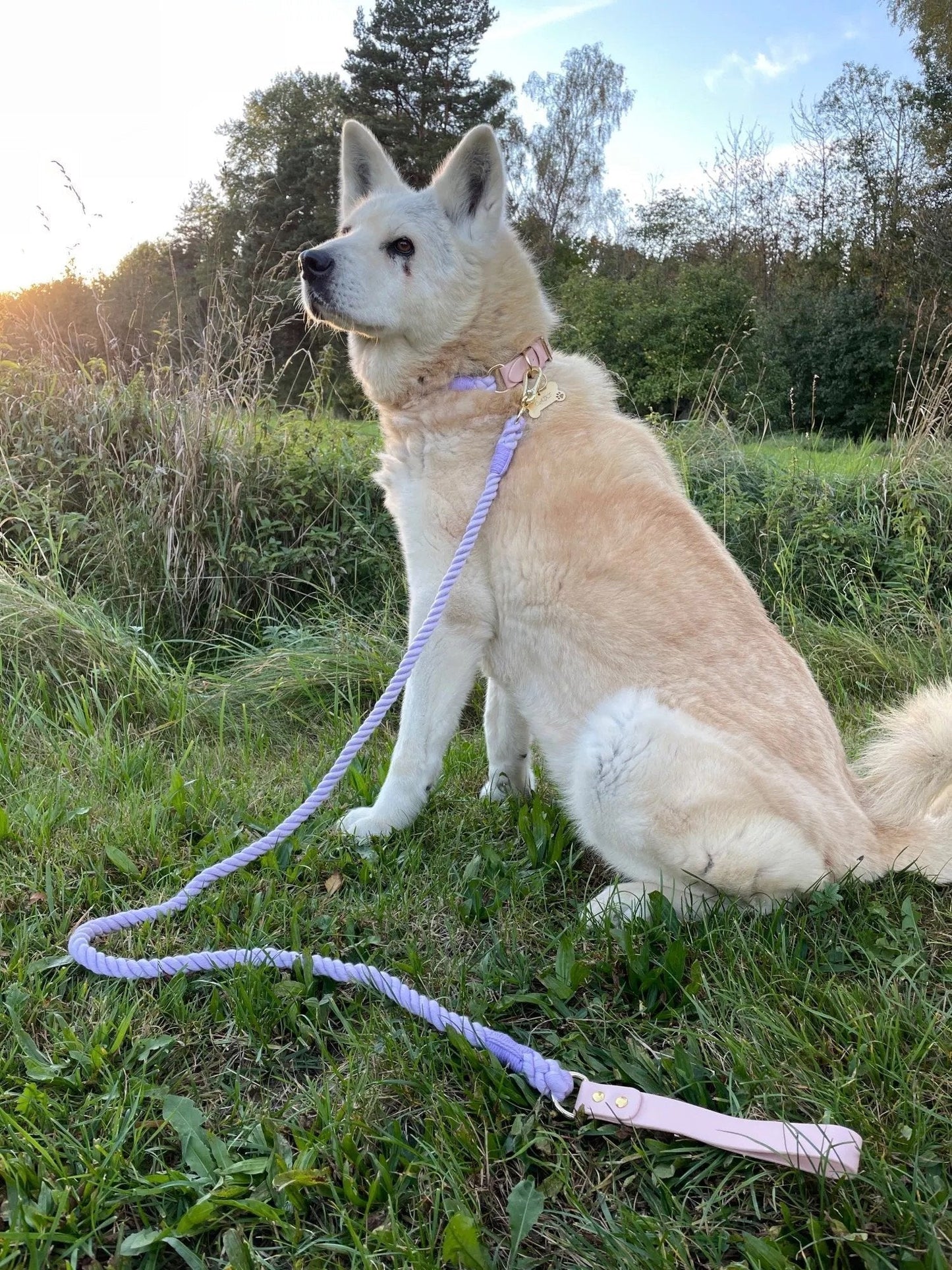 Cream shepherd dog sitting in long grass with a lilac rope leash.