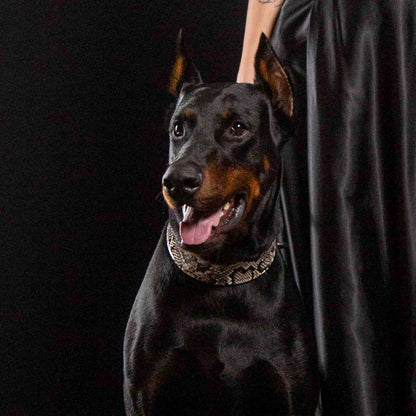 The ''Rock Python'' collar-3
