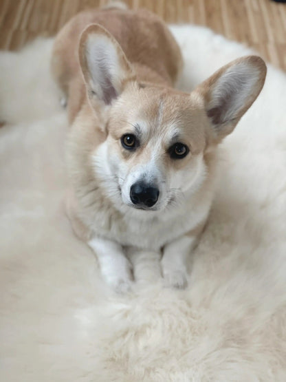 Natural Sheepskin Rug for Pet-0
