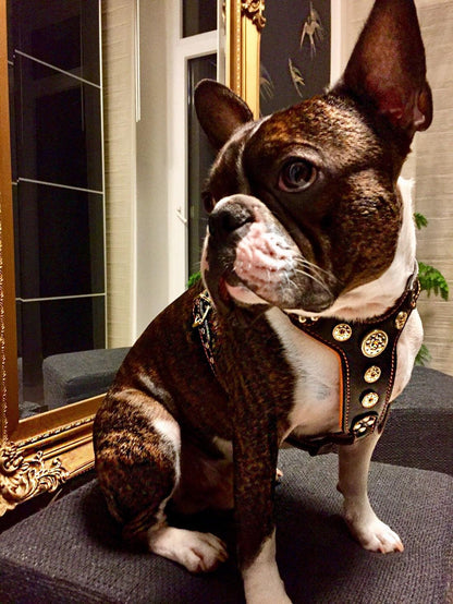 The ''Bijou'' harness Black & Orange Small to Medium Size-1
