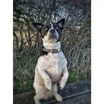 Finnigan's Blue Fusion Dog Lead Hand Made-2