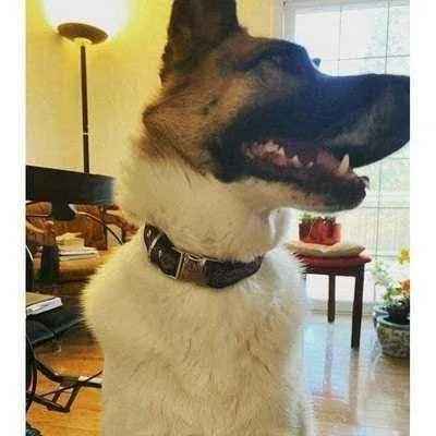 Finnigan's Fabulous Designer Dog Collar Set-1