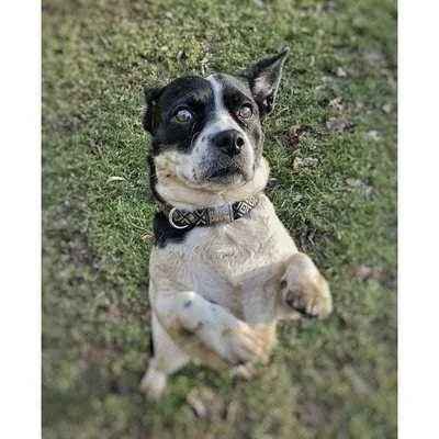 Finnigan's Wanderlust Whisker-Wearer Dog Collar Set🐾-2