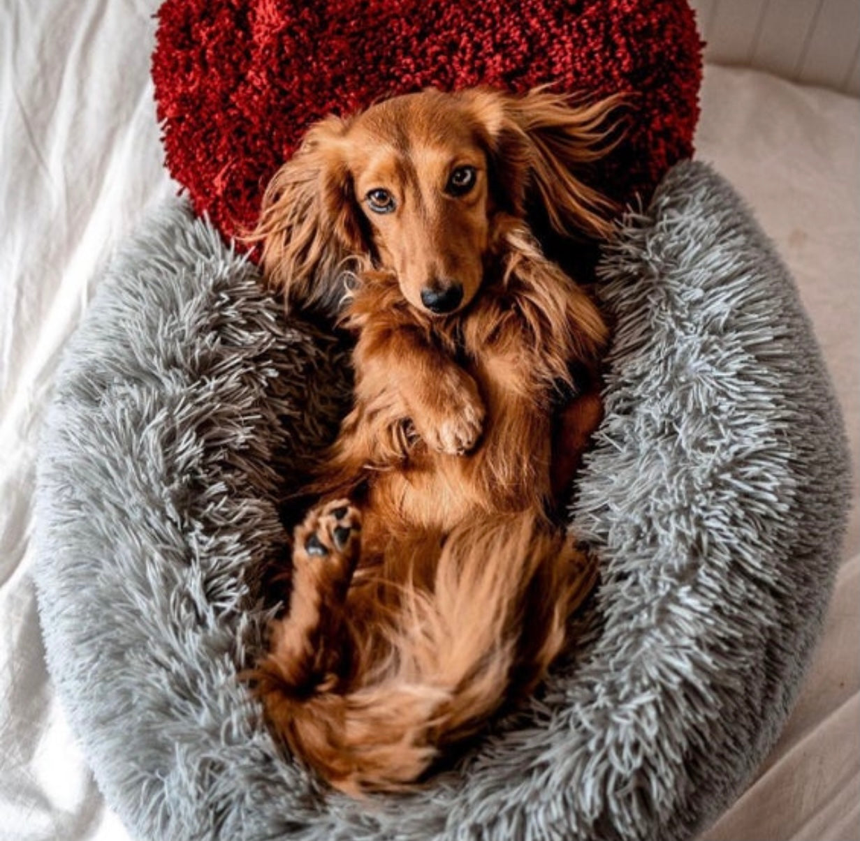 Plush donut dog bed with a raised rim around a padded sleeping well.