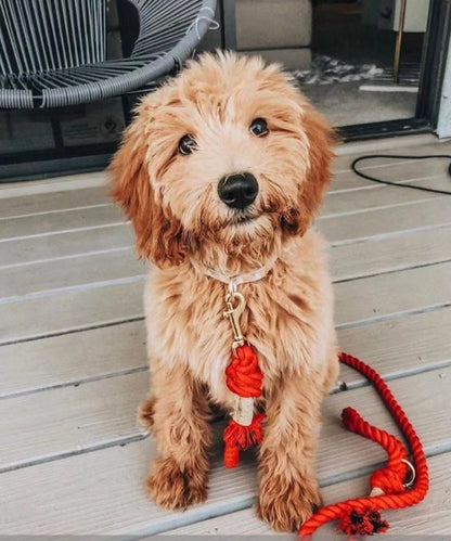 Apricot doodle on a deck beside a red cotton rope leash.
