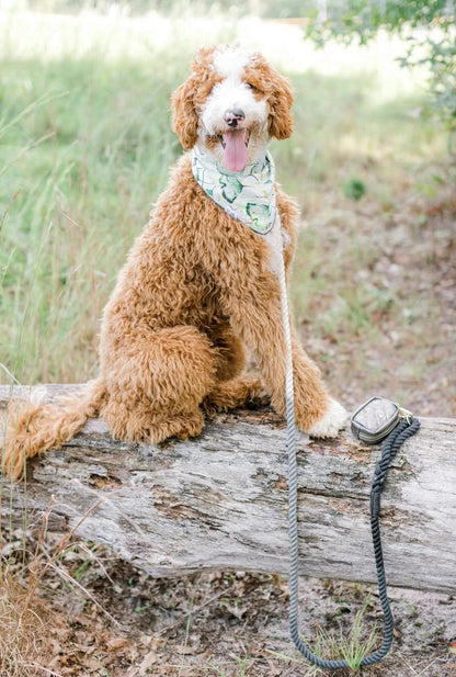 Brown doodle sitting on a log outdoors beside a grey rope leash.
