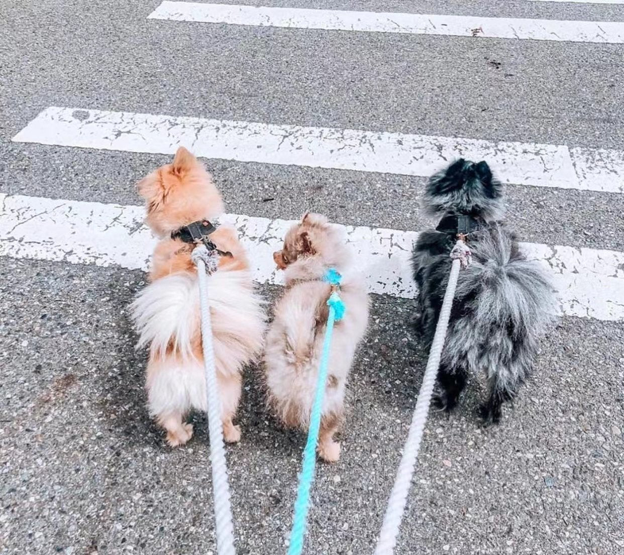 Two small dogs crossing a road, one on a mint cotton rope leash.