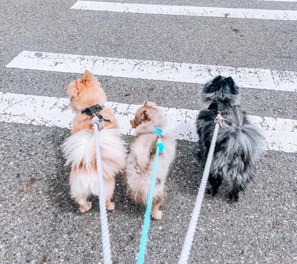 Two small dogs crossing a road, one on a mint cotton rope leash.
