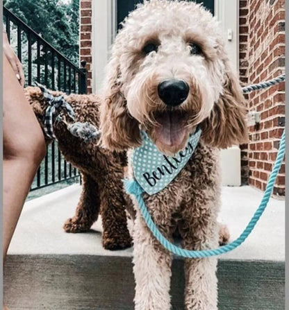 Cream doodle in a name bandana on brick steps with a mint rope leash.