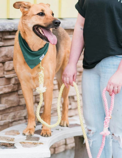 Tan dog in a green bandana beside a person, on a cream rope leash.
