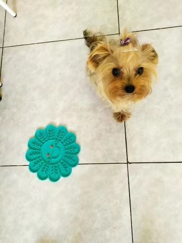 Yorkshire terrier standing on tiles beside a blue sunflower lick mat.