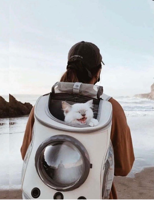 Person on a beach wearing a cream capsule backpack with a cat in the dome.