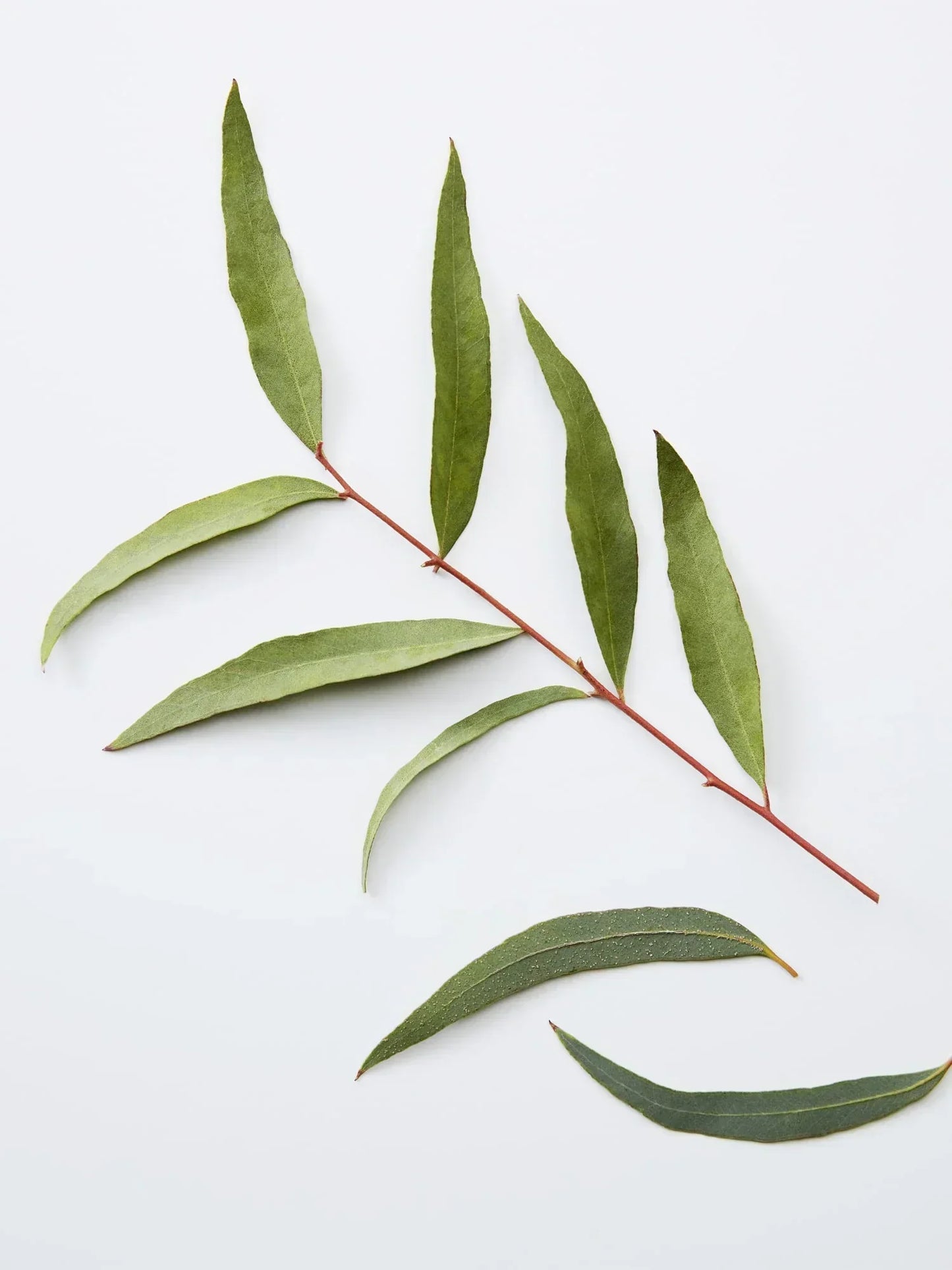 American Crew 3-IN-1 Chamomile + Pine 450ml-2