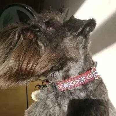 "The Django" Regal Dog Lead Made by Finnigans Play Pen-2