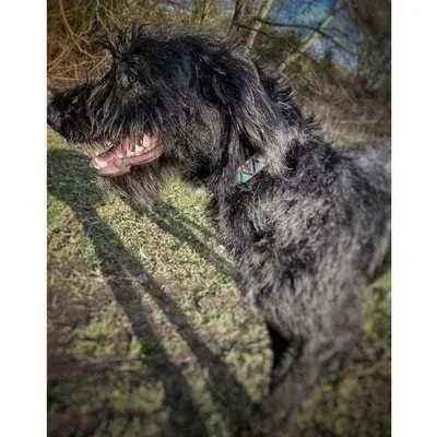 "The Maddy" Personalised Cotton Dog Collar-2