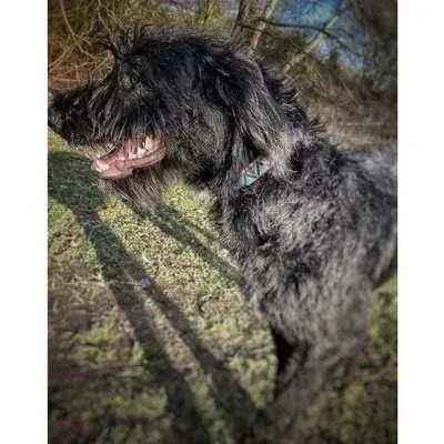 "The Maddy" Personalised Cotton Dog Collar-3